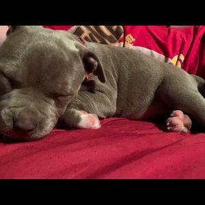 Meet your Posher, Abby